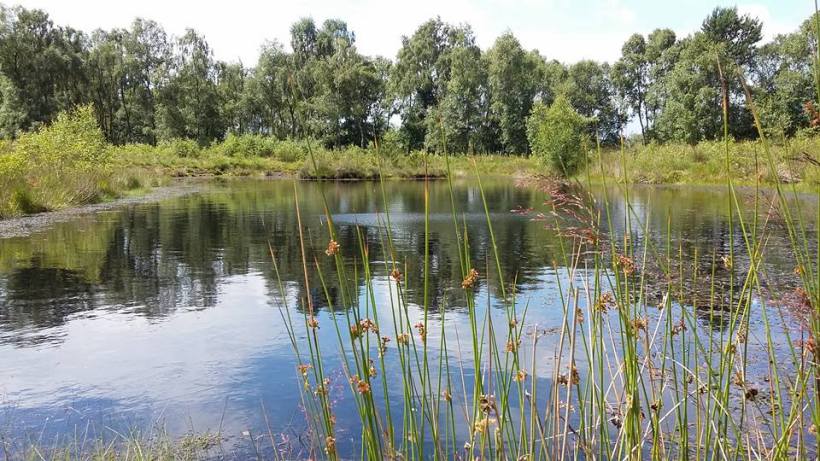 World's End Pond, Strensall common near York, a great site for dragonflies and many other freshwater species. 
